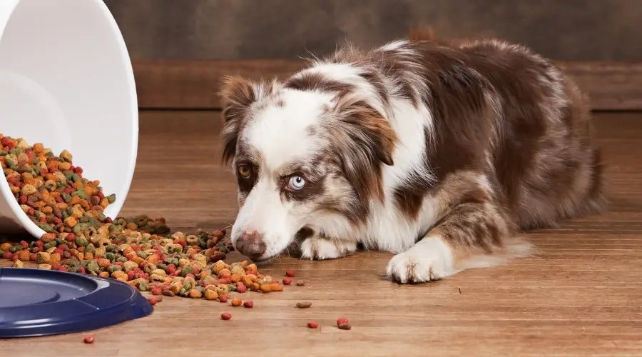 Perro tricolor comiendo comida para perros