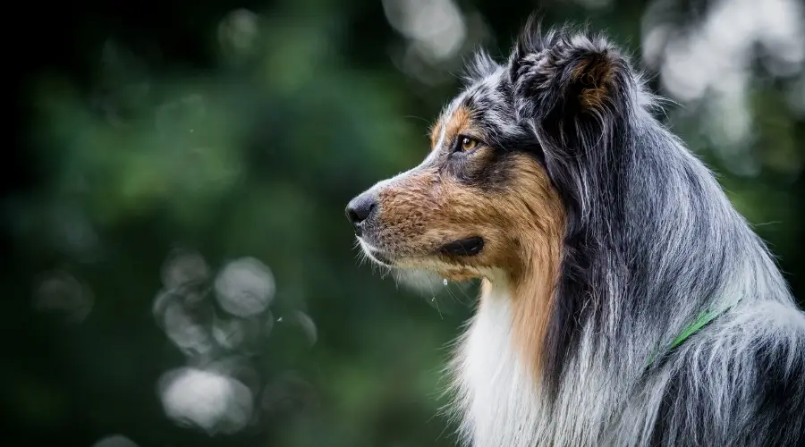 Perro mayor con pelo gris