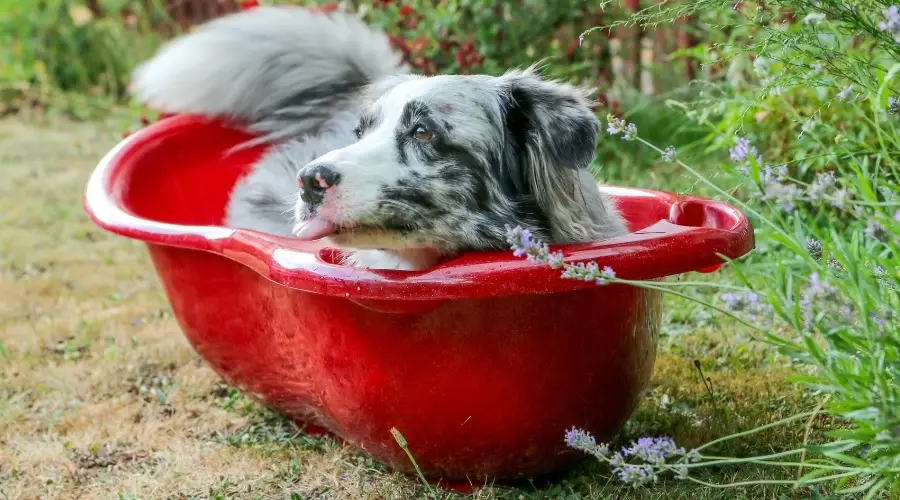 Perro en la bañera