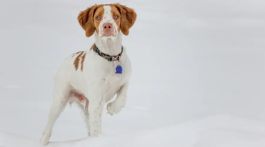 Perro con ojos claros parado en posición de puntero en la nieve