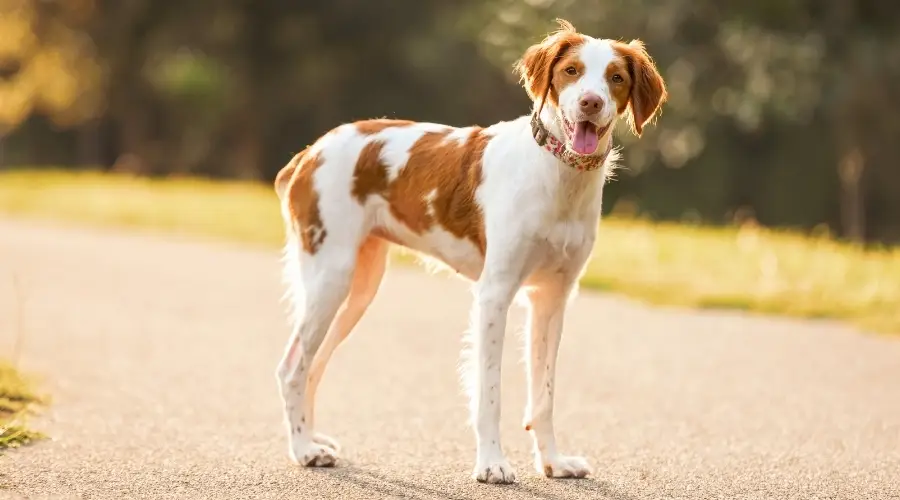 Perro feliz y enérgico parado en una carretera