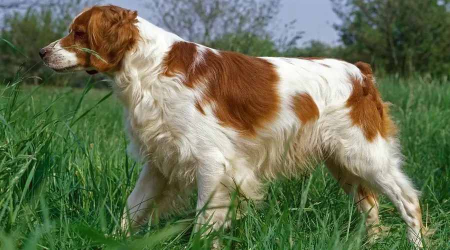 Perro naranja y blanco con pelaje de longitud media parado en la hierba