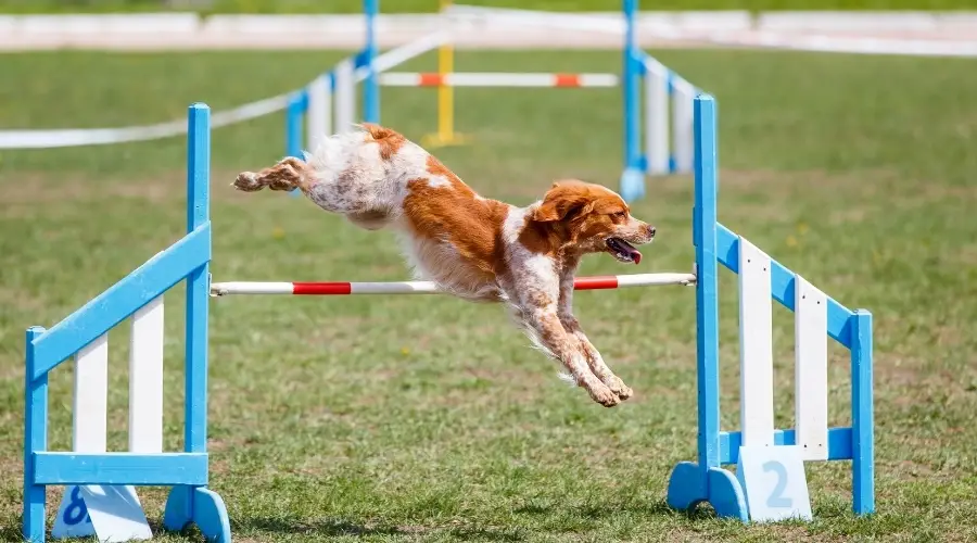 Perro deportivo saltando sobre un obstáculo