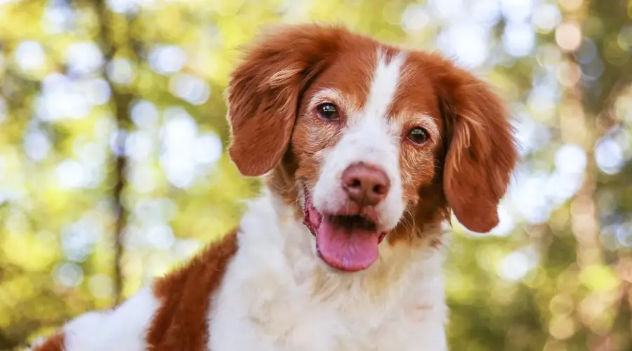 Perro mayor naranja y blanco sonriente