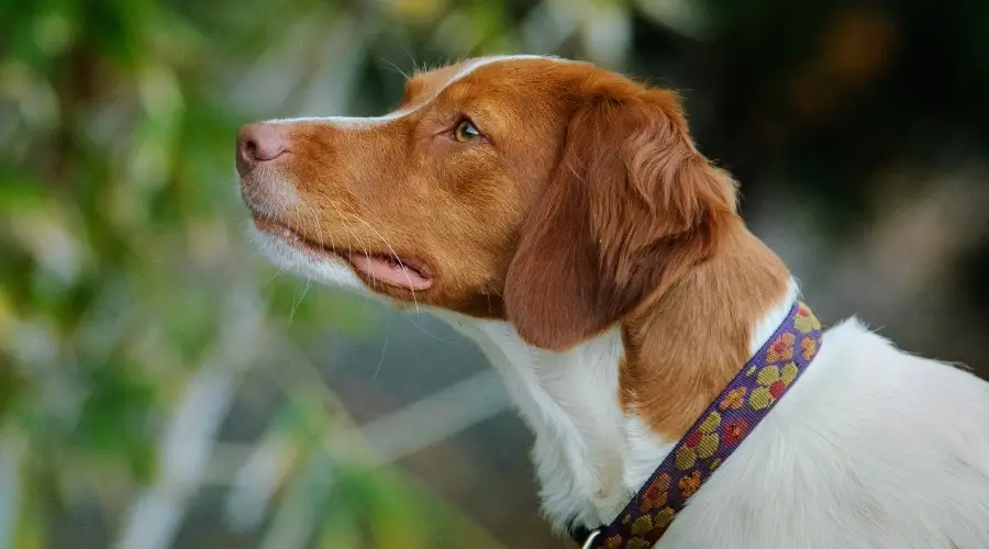 Perro naranja y blanco de pie atentamente