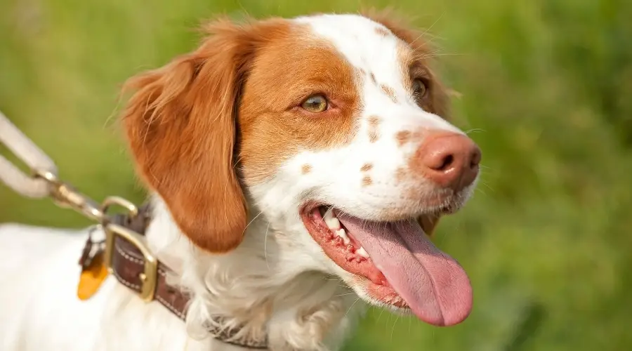 Perro con la lengua fuera