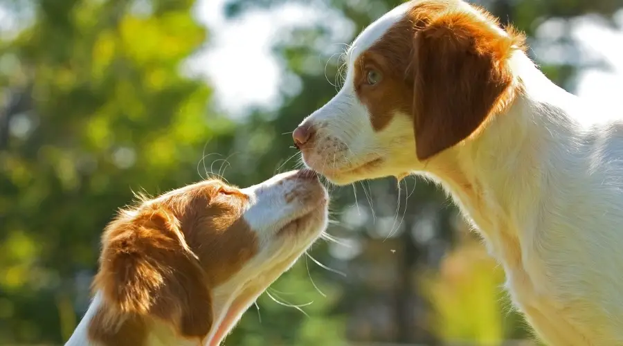 Dos perros tocándose las narices