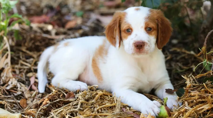 Cachorro tendido en la hierba