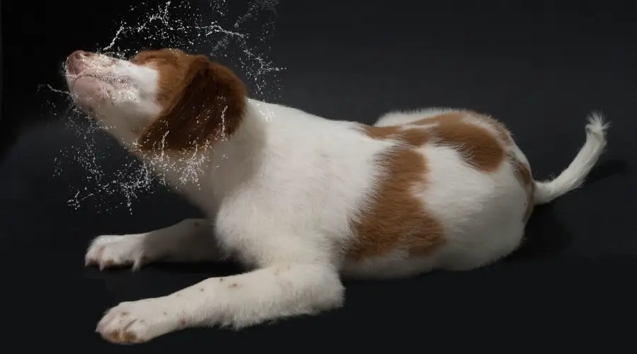 Cachorro de perro sacudiendo la cabeza después de un baño