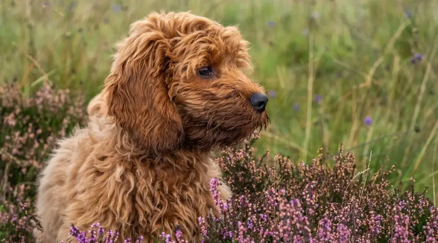 Pequeño perro recubierto de rojo en el campo