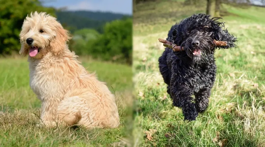 Dos perros activos al aire libre en el campo de hierba