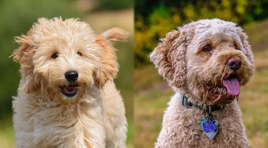 Dos pequeños perros con aspecto de osito de peluche