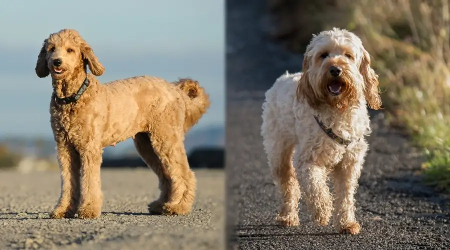 Dos perros peludos caminando al aire libre