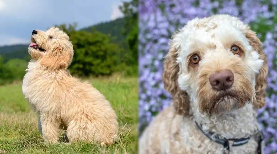 Dos pequeños perros peludos en sesión de entrenamiento