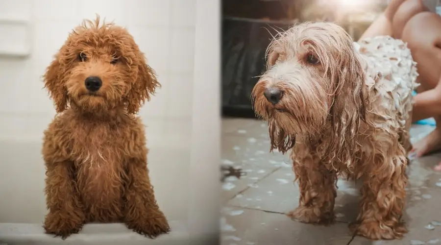 Dos perros peludos siendo arreglados