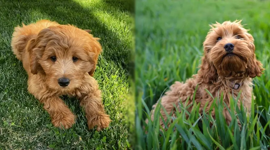 Dos pequeños cachorros recubiertos de rojo en la hierba