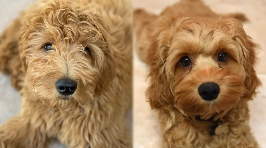 Dos perros peludos esperando para comer