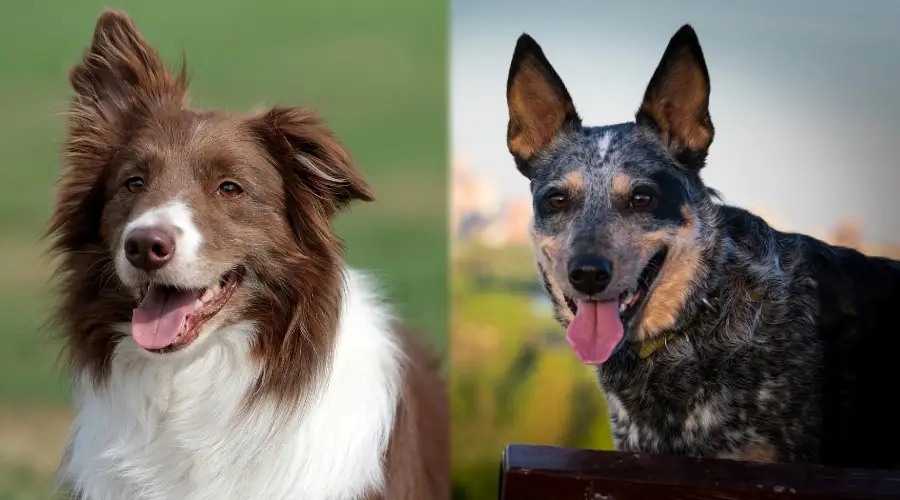 Perro marrón y perro negro afuera