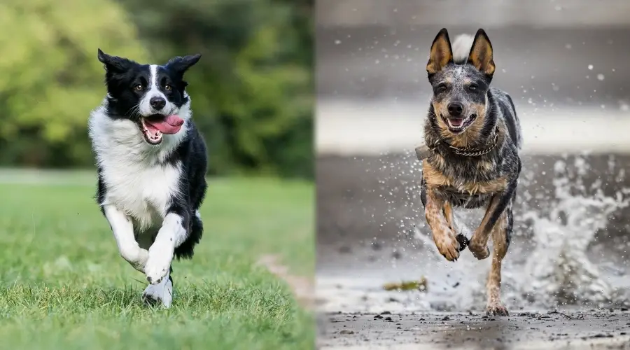 Dos perros de trabajo corriendo al aire libre