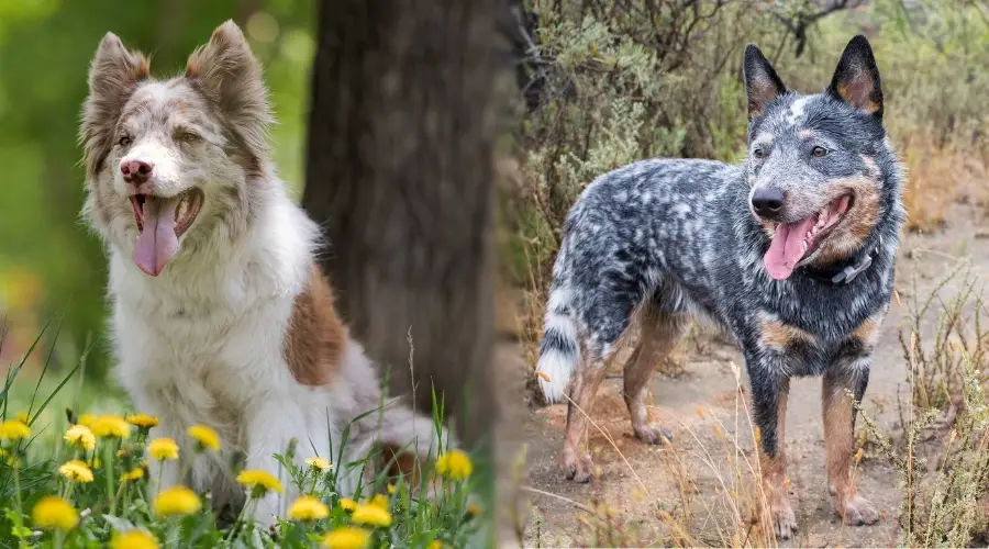 Dos perros jugando al aire libre en los campos