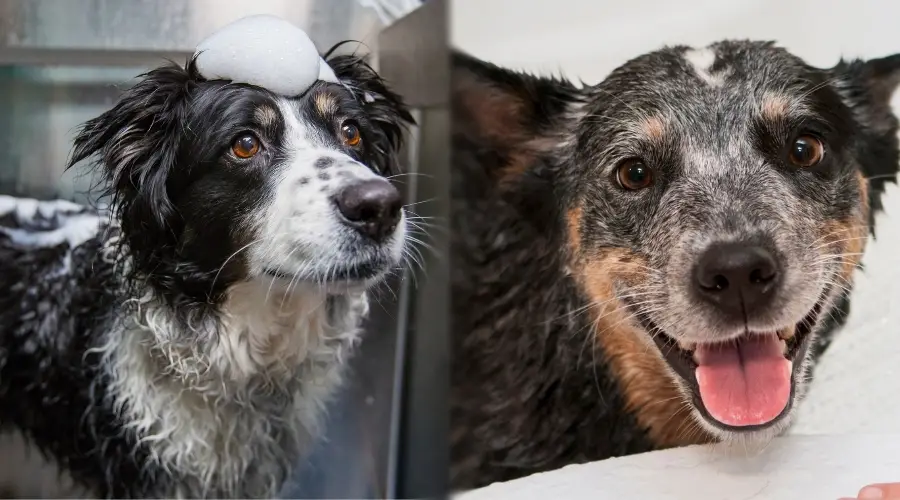 Perros de trabajo bañándose