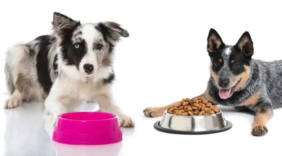 Dos razas de perros de trabajo que comen comida para perros