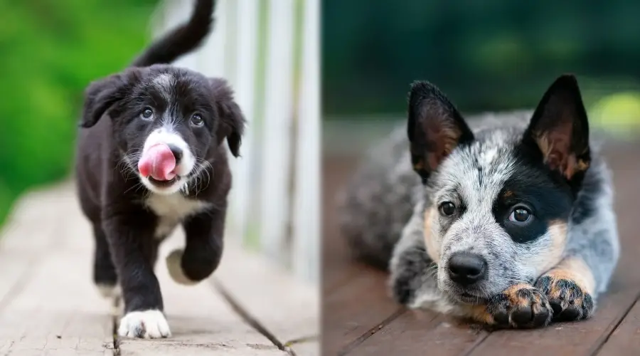 Dos cachorros pequeños al aire libre en una terraza de madera