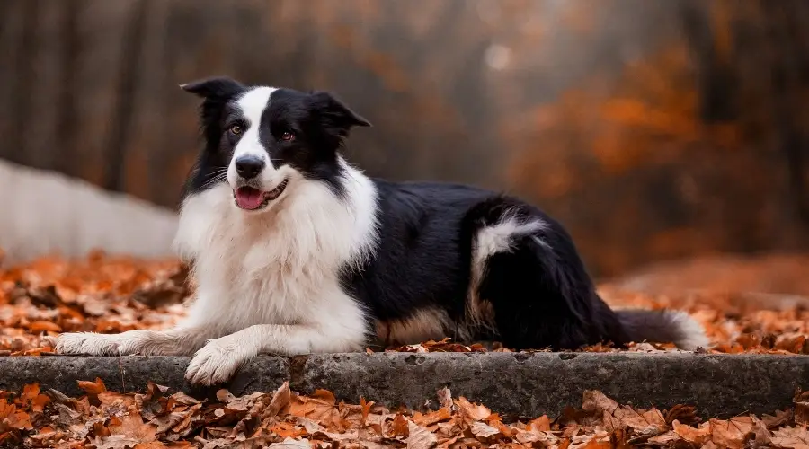 Perro blanco y negro de tamaño mediano