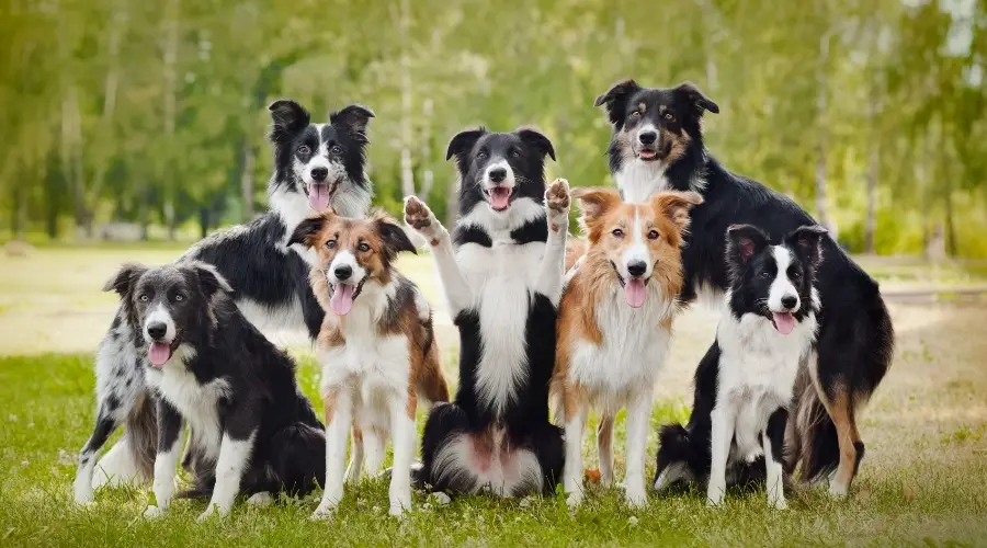 Varios perros en el campo.