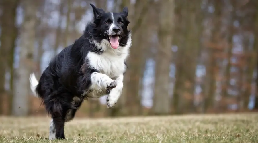 Perro blanco y negro haciendo ejercicio