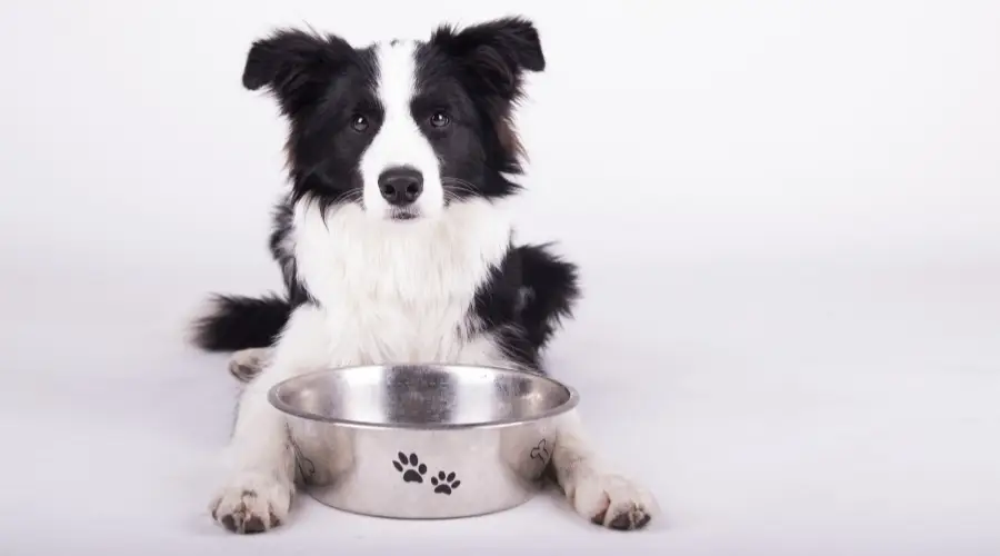 Perro hambriento de tamaño mediano