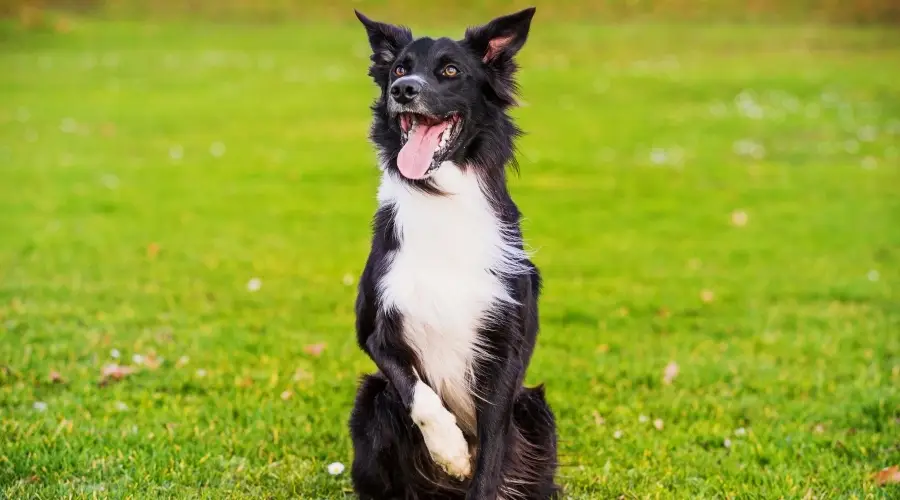 Perro blanco y negro en entrenamiento