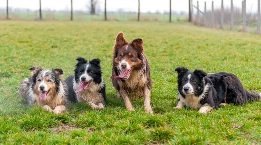 Perros sanos en el pasto