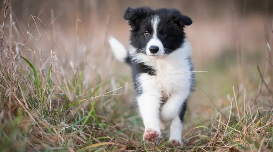 Cachorro blanco y negro corriendo en el campo