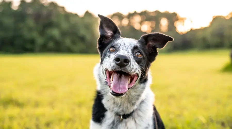 Perro de pastoreo Blue Merle al aire libre