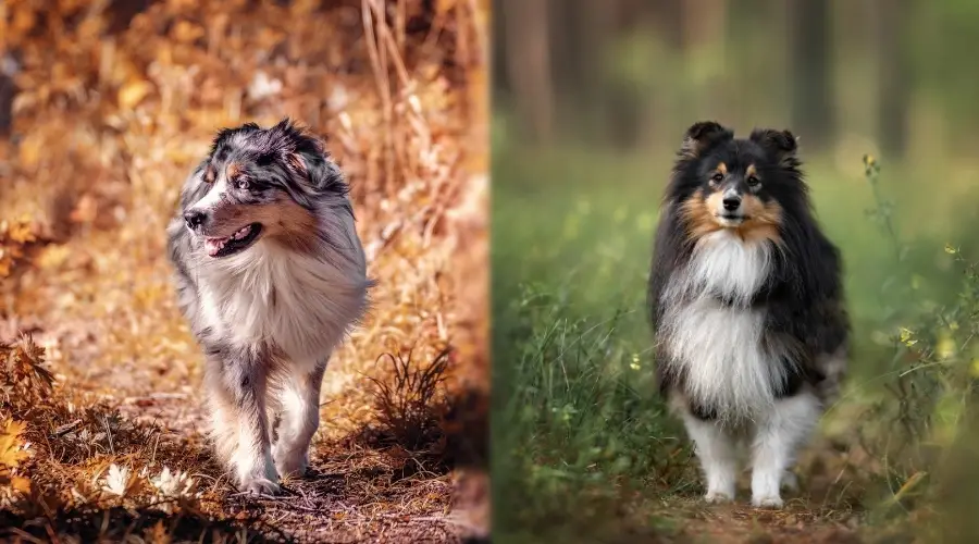 Dos pequeños perros pastores al aire libre