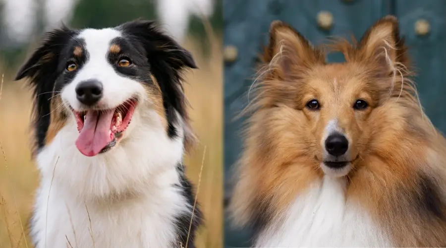 Dos pequeños perros esponjosos al aire libre