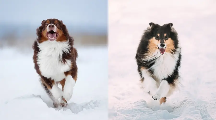 Dos perros de pelo grueso y esponjoso corriendo en la nieve