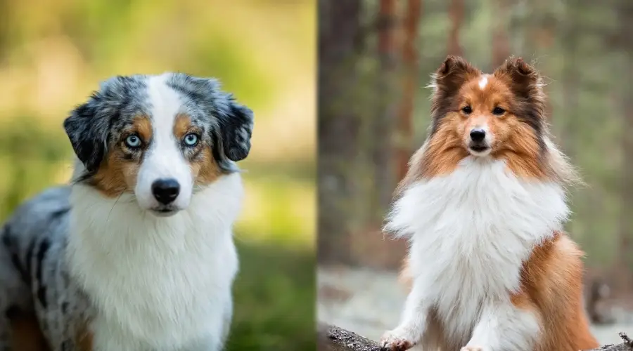 Dos pequeños perros felices y sanos