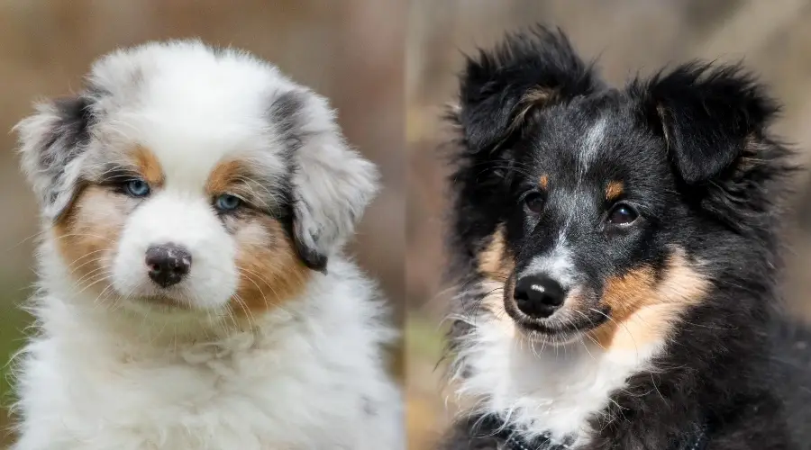 Cachorros australianos y sheltie