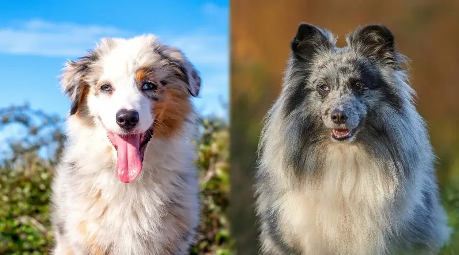 Perros Shaggy Aussie y Sheltie al aire libre