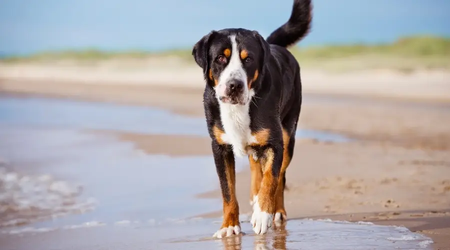 Perro macho gigante caminando por la playa