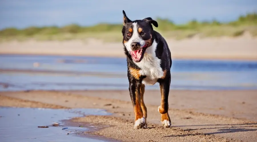 Swissy corriendo en la playa