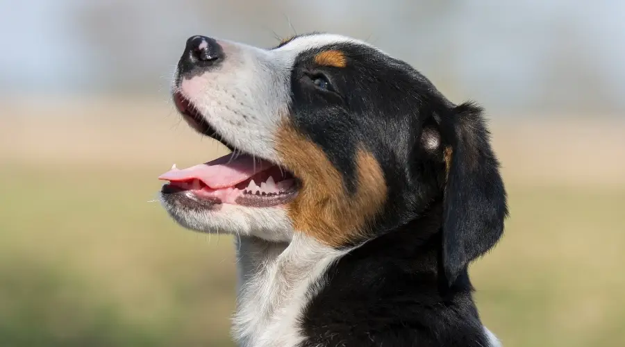 Perro negro, blanco y rojo que necesita cuidados