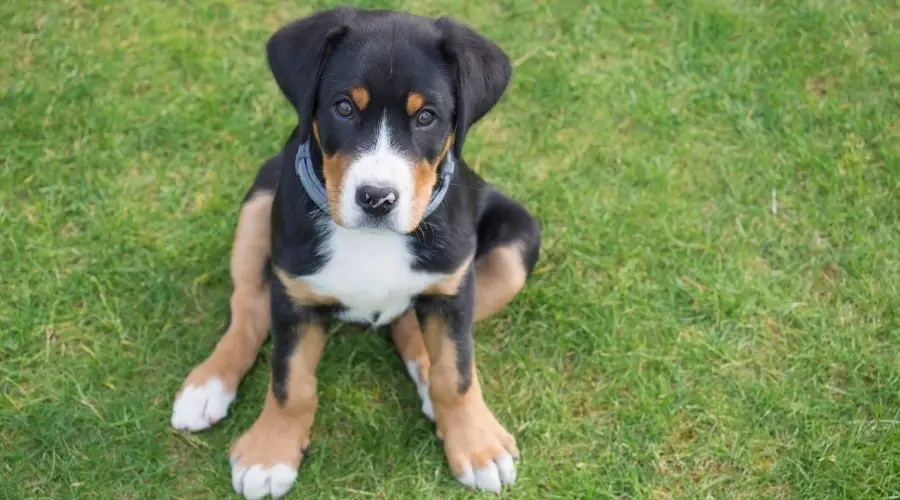 Cachorro de gran boyero suizo