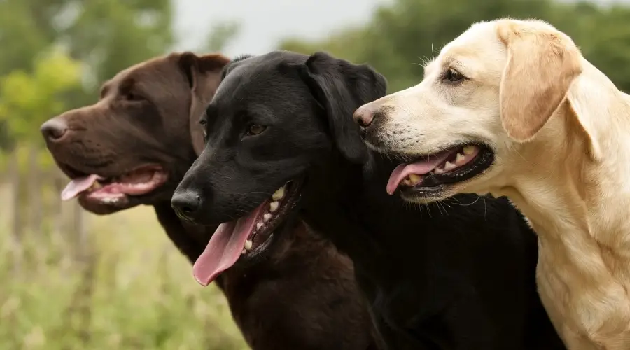 Tres perros afuera