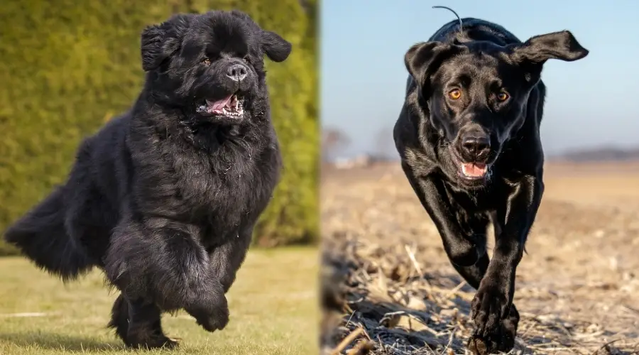 Newfie y Lab corriendo al aire libre