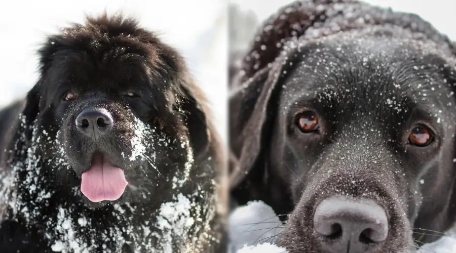 Dos perros negros comparados