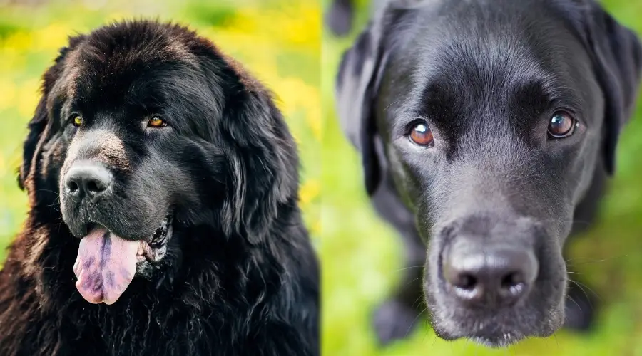 Dos perros familiares con abrigos negros