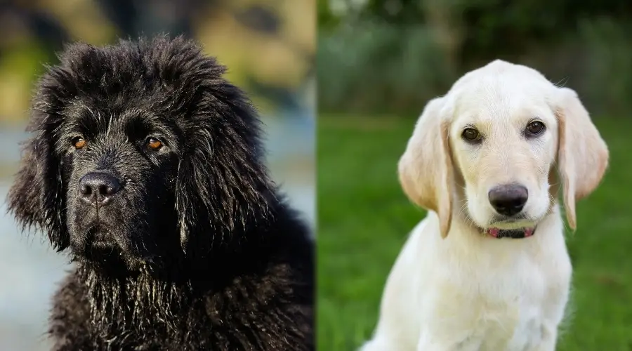 Cachorros de color negro y amarillo